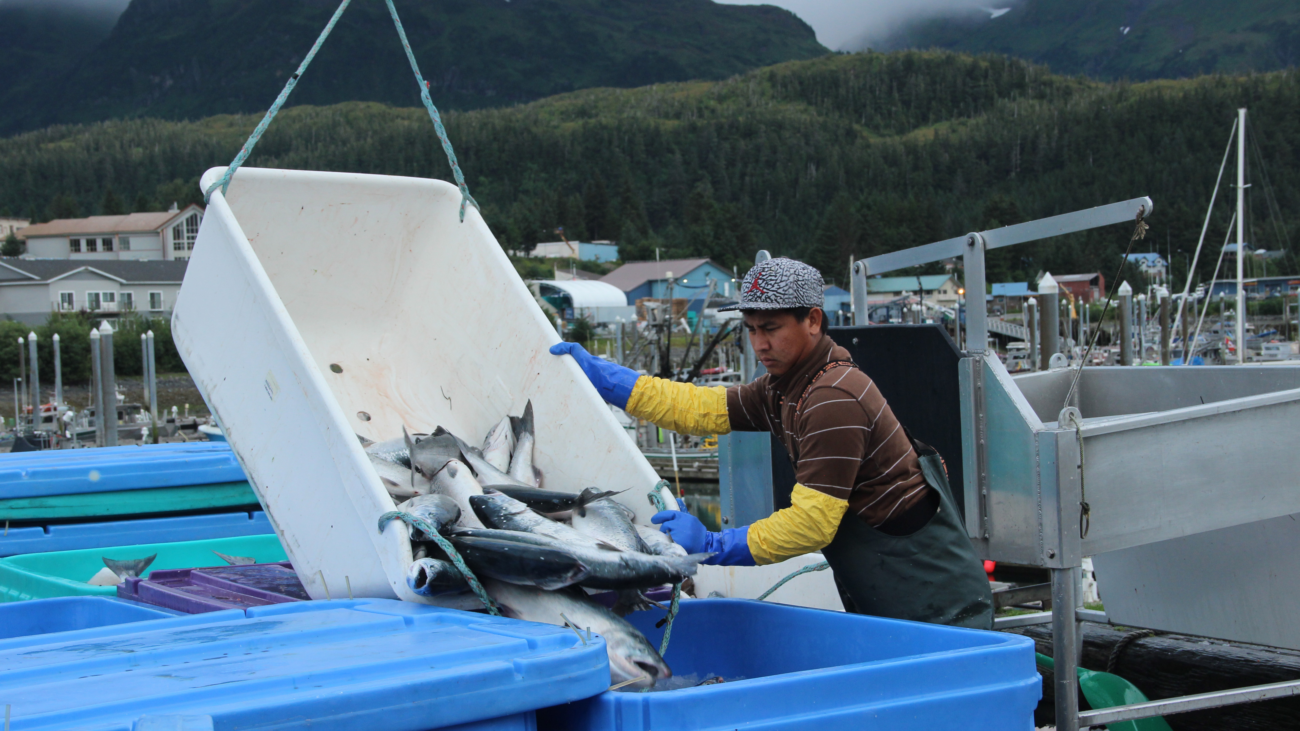 Fishermen sell their daily catch at the docks in Cordova, Alaska, where they are weighed, packed in ice, and sent to a processing facility. Fishermen sell their daily catch at the docks in Cordova, Alaska, where they are weighed, packed in ice, and sent to a processing facility.